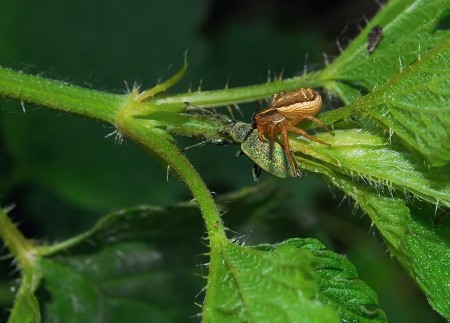 Xysticus ulmi (Phyllobius)
